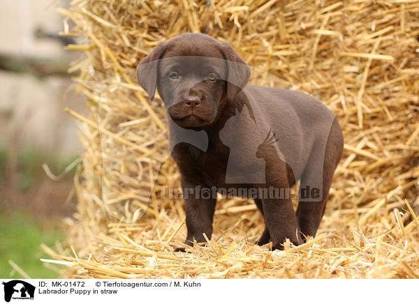 Labrador Welpe im Stroh / Labrador Puppy in straw / MK-01472