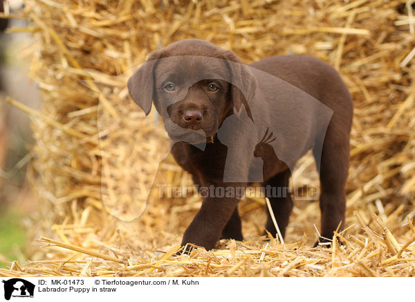 Labrador Welpe im Stroh / Labrador Puppy in straw / MK-01473