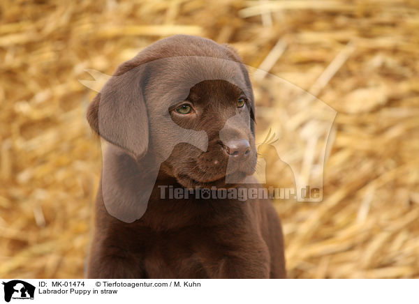 Labrador Welpe im Stroh / Labrador Puppy in straw / MK-01474