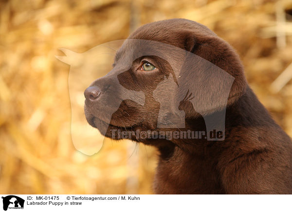 Labrador Welpe im Stroh / Labrador Puppy in straw / MK-01475