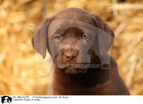 Labrador Welpe im Stroh / Labrador Puppy in straw / MK-01476