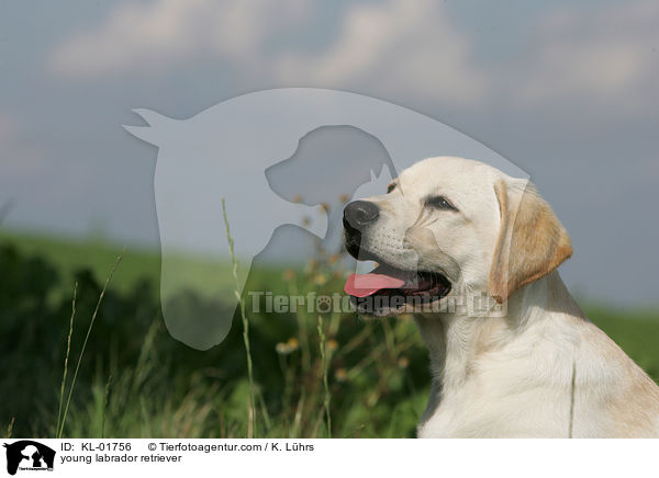 Labrador Retriever Junghund / young labrador retriever / KL-01756