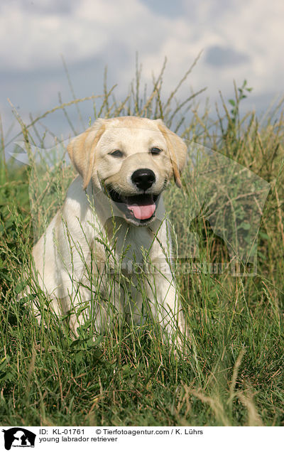 Labrador Retriever Junghund / young labrador retriever / KL-01761
