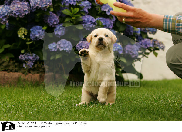 Labrador Retriever Welpe / labrador retriever puppy / KL-01764