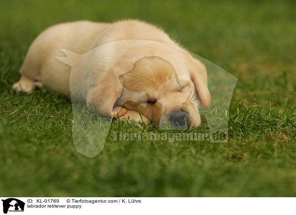 Labrador Retriever Welpe / labrador retriever puppy / KL-01769