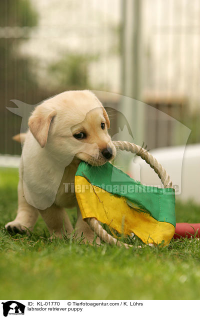 Labrador Retriever Welpe / labrador retriever puppy / KL-01770