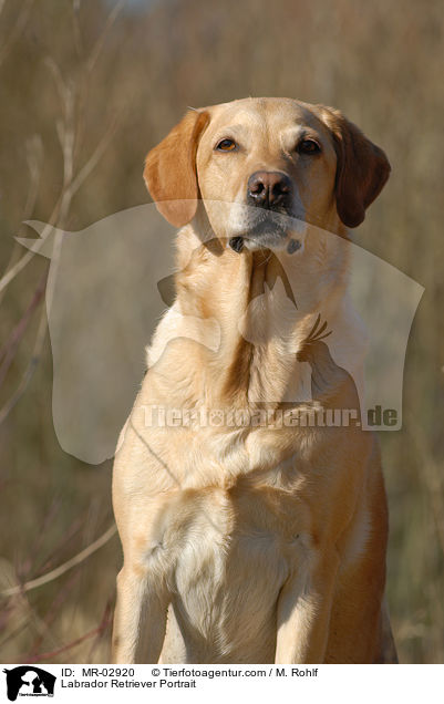 Labrador Retriever Portrait / Labrador Retriever Portrait / MR-02920