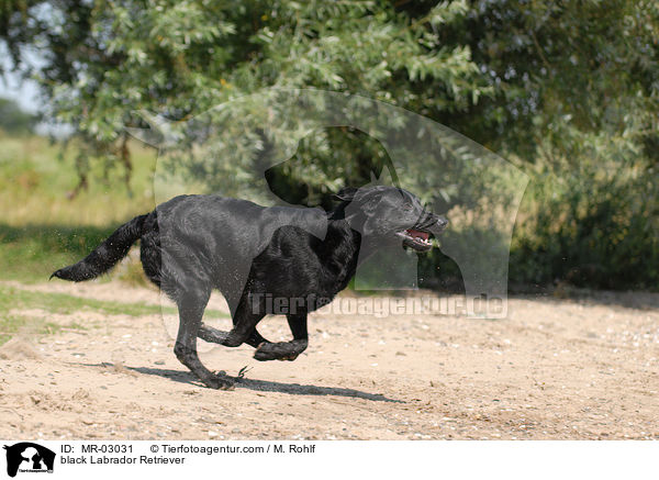 schwarzer Labrador Retriever / black Labrador Retriever / MR-03031