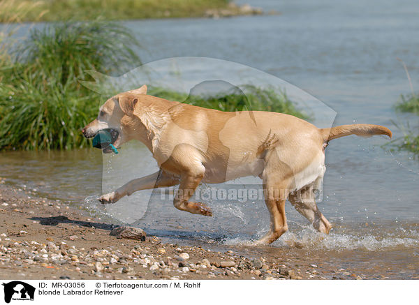 blonder Labrador Retriever / blonde Labrador Retriever / MR-03056