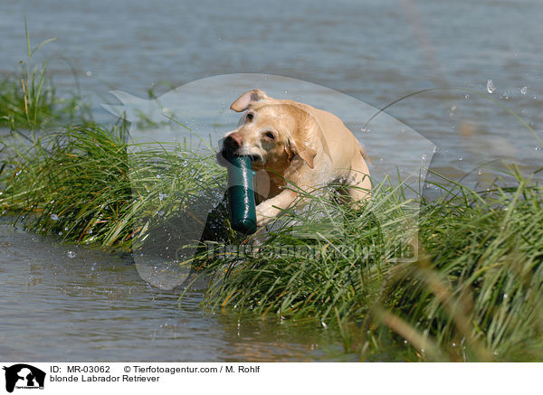 blonder Labrador Retriever / blonde Labrador Retriever / MR-03062