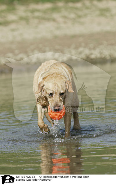 spielender Labrador Retriever / playing Labrador Retriever / BS-02333