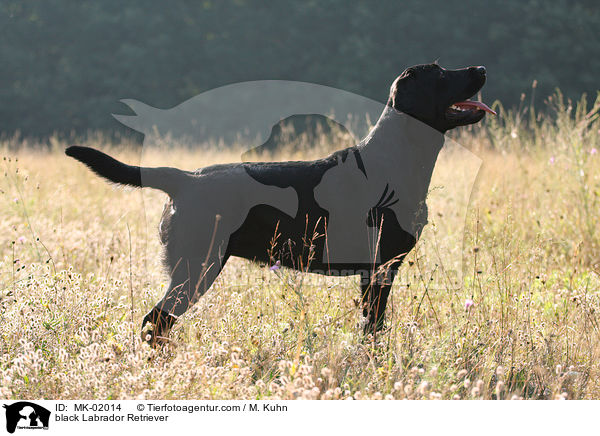 schwarzer Labrador Retriever / black Labrador Retriever / MK-02014