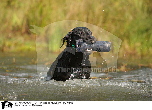 schwarzer Labrador Retriever / black Labrador Retriever / MK-02036