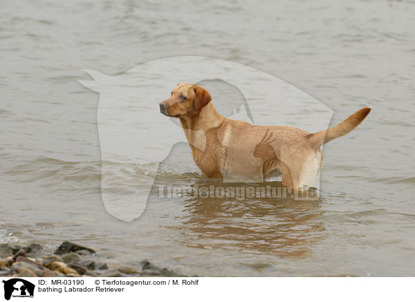 badender Labrador Retriever / bathing Labrador Retriever / MR-03190