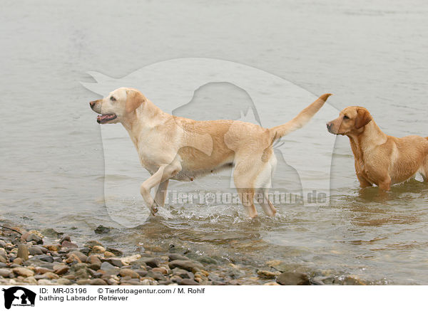 badende Labrador Retriever / bathing Labrador Retriever / MR-03196