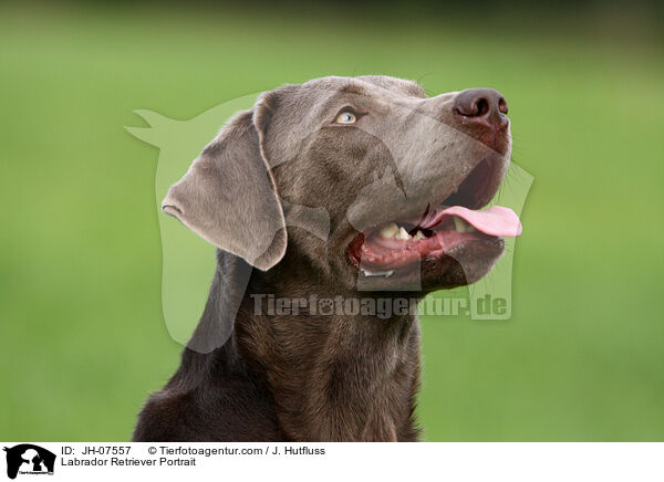 Labrador Retriever Portrait / Labrador Retriever Portrait / JH-07557