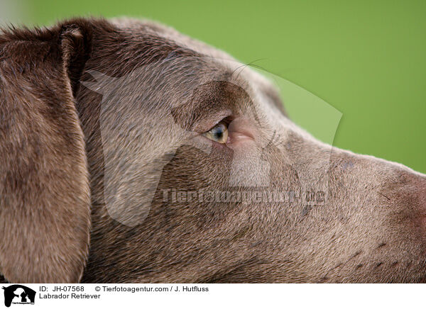 Labrador Retriever / JH-07568