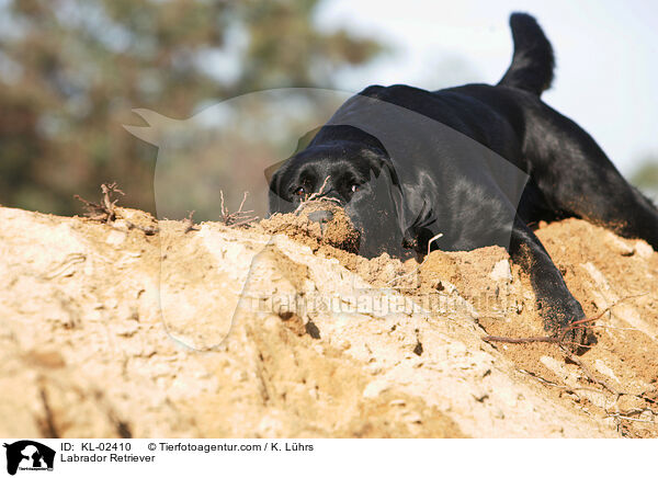 Labrador Retriever / KL-02410