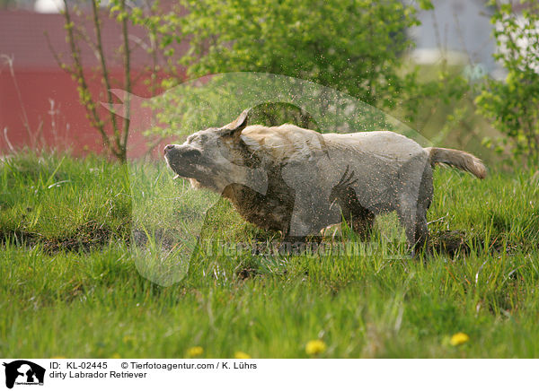 dreckiger Labrador Retriever / dirty Labrador Retriever / KL-02445