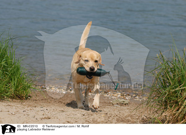 spielender Labrador Retriever / playing Labrador Retriever / MR-03510