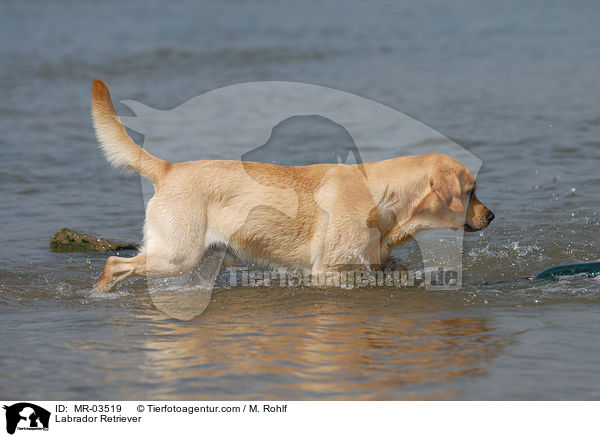 Labrador Retriever / Labrador Retriever / MR-03519