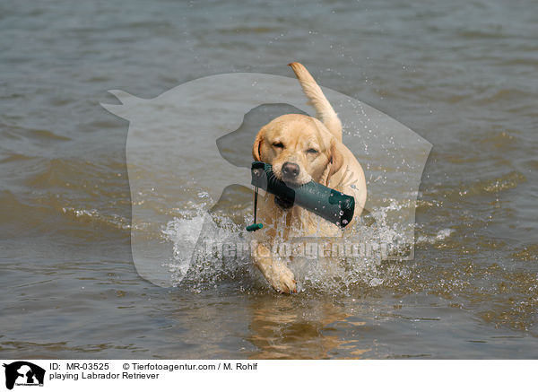 spielender Labrador Retriever / playing Labrador Retriever / MR-03525