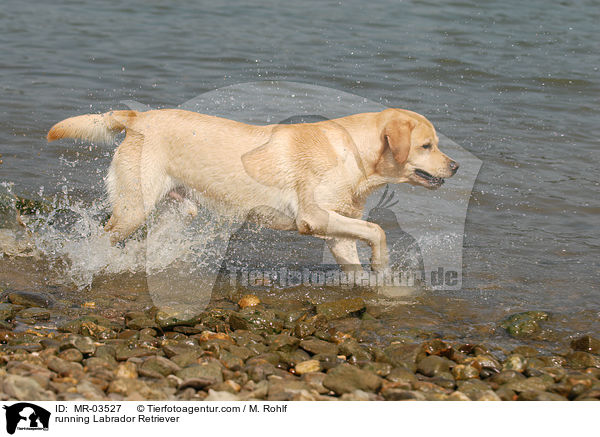 rennender Labrador Retriever / running Labrador Retriever / MR-03527