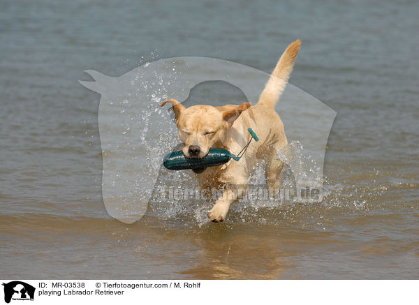 spielender Labrador Retriever / playing Labrador Retriever / MR-03538