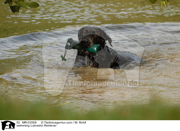 schwimmender Labrador Retriever / swimming Labrador Retriever / MR-03569