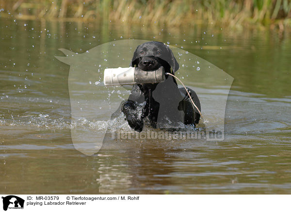 spielender Labrador Retriever / playing Labrador Retriever / MR-03579