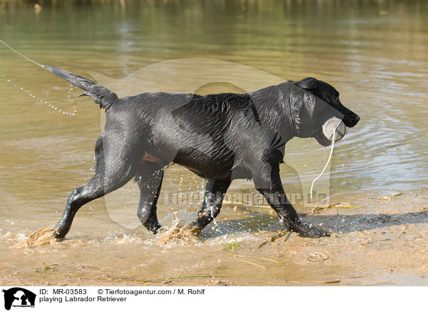 spielender Labrador Retriever / playing Labrador Retriever / MR-03583