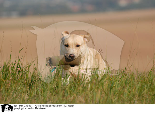 spielender Labrador Retriever / playing Labrador Retriever / MR-03589