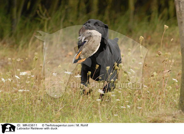 Labrador Retriever mit Ente / Labrador Retriever with duck / MR-03611