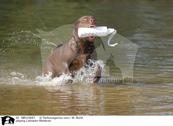 spielender Labrador Retriever / playing Labrador Retriever / MR-03667