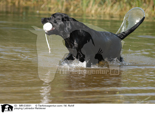 spielender Labrador Retriever / playing Labrador Retriever / MR-03691