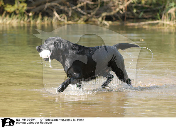 spielender Labrador Retriever / playing Labrador Retriever / MR-03694