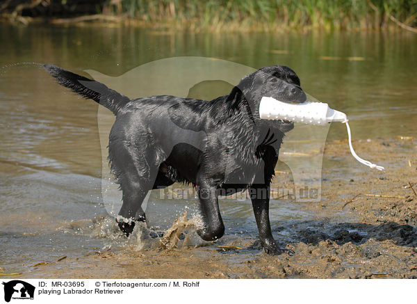 spielender Labrador Retriever / playing Labrador Retriever / MR-03695