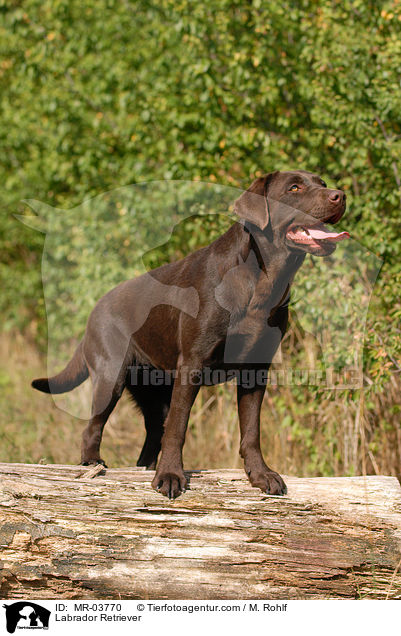 Labrador Retriever / Labrador Retriever / MR-03770