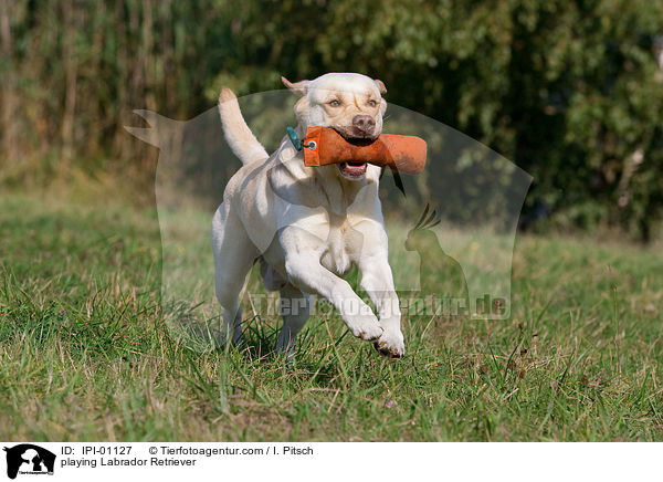 spielender Labrador Retriever / playing Labrador Retriever / IPI-01127