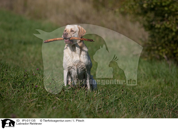 Labrador Retriever / Labrador Retriever / IPI-01135