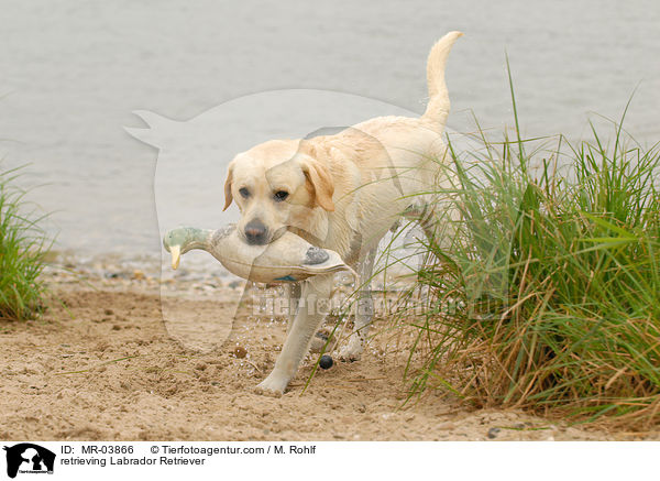 apportierender Labrador Retriever / retrieving Labrador Retriever / MR-03866