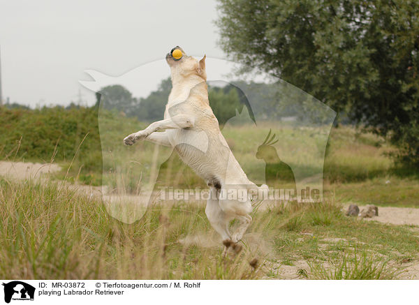 spielender Labrador Retriever / playing Labrador Retriever / MR-03872