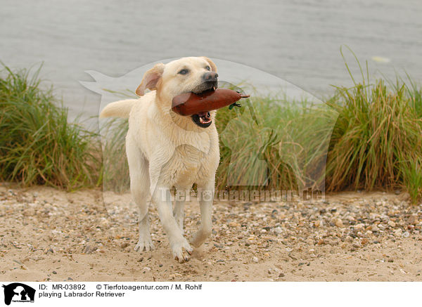 spielender Labrador Retriever / playing Labrador Retriever / MR-03892