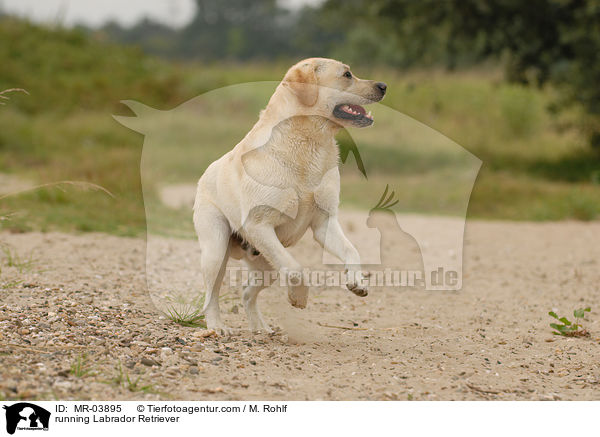 rennender Labrador Retriever / running Labrador Retriever / MR-03895