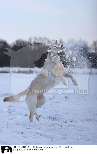 springender Labrador Retriever / jumping Labrador Retriever / DG-01929