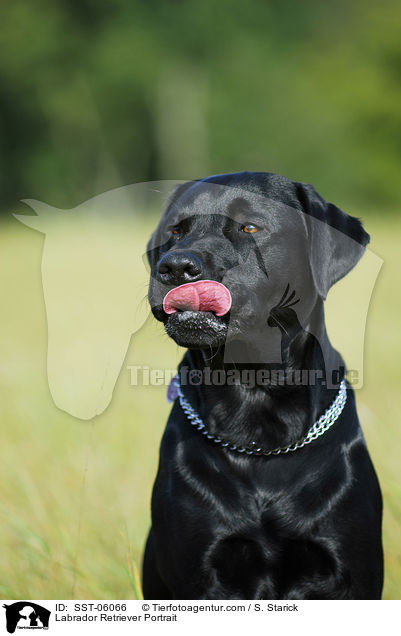 Labrador Retriever Portrait / Labrador Retriever Portrait / SST-06066