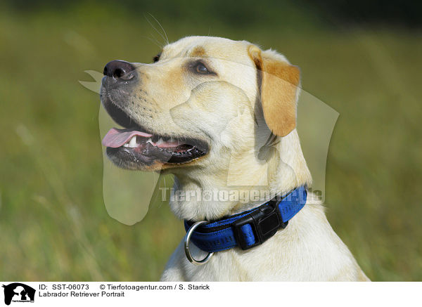 Labrador Retriever Portrait / Labrador Retriever Portrait / SST-06073