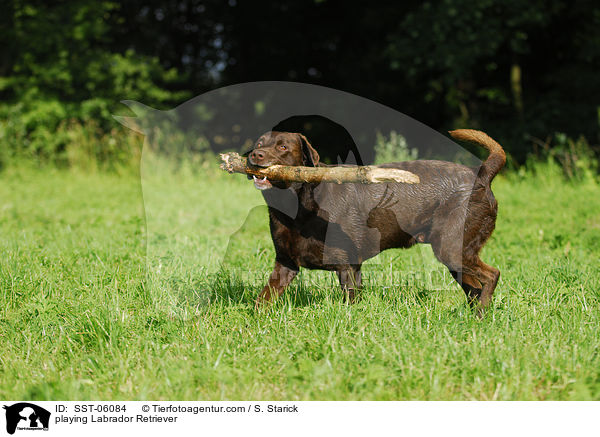 spielender Labrador Retriever / playing Labrador Retriever / SST-06084