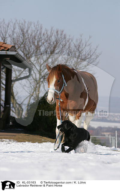 Labrador Retriever & Paint Horse / KL-03163