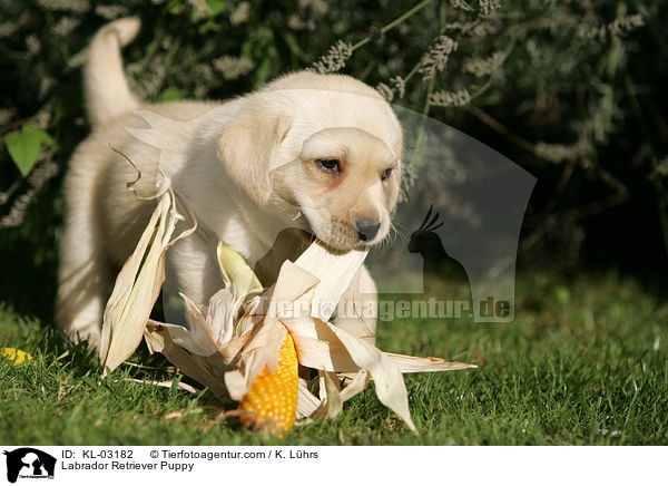 Labrador Retriever Welpe / Labrador Retriever Puppy / KL-03182